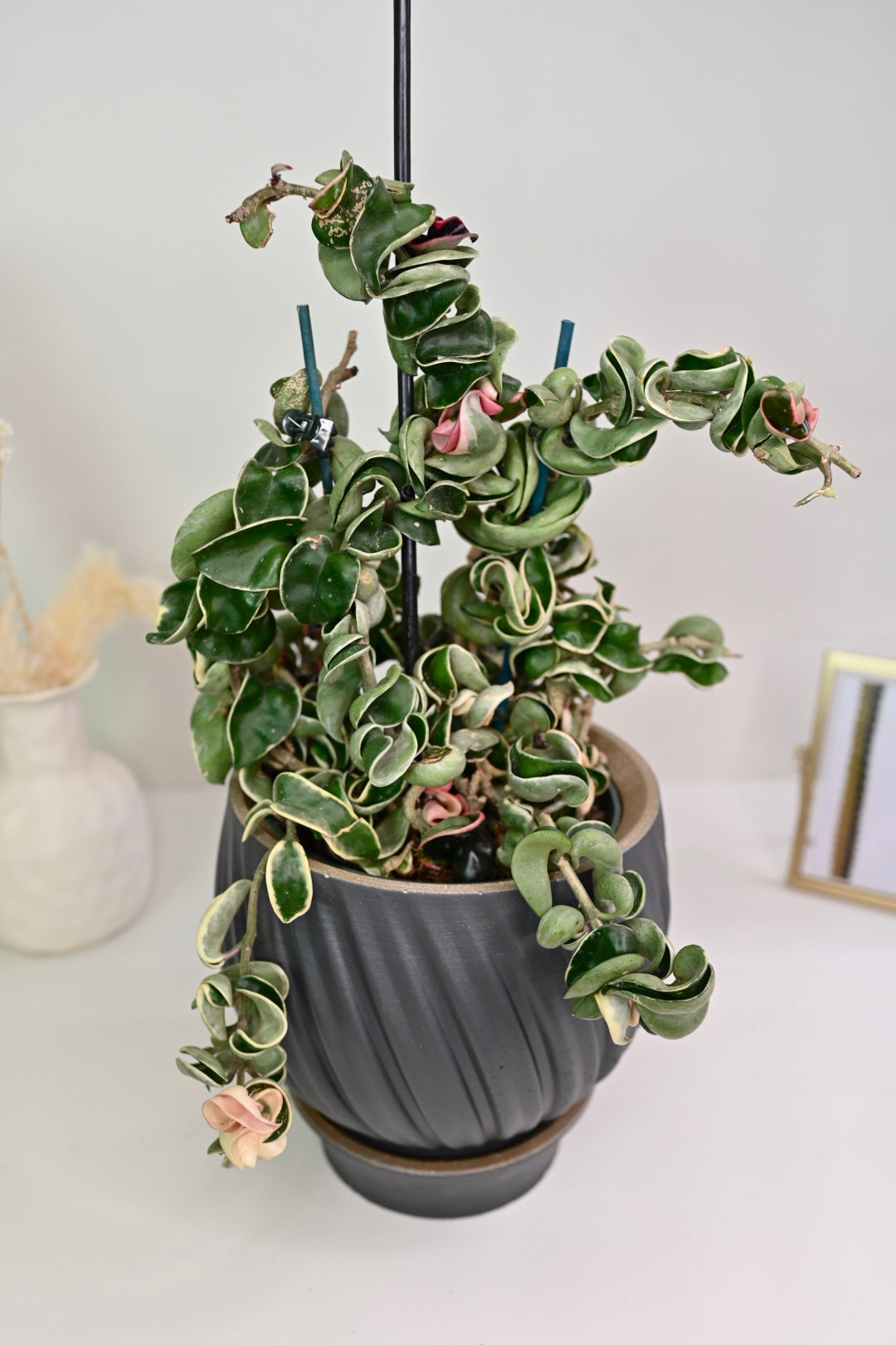 Hoya Compacta Variegata + Pot Bundle