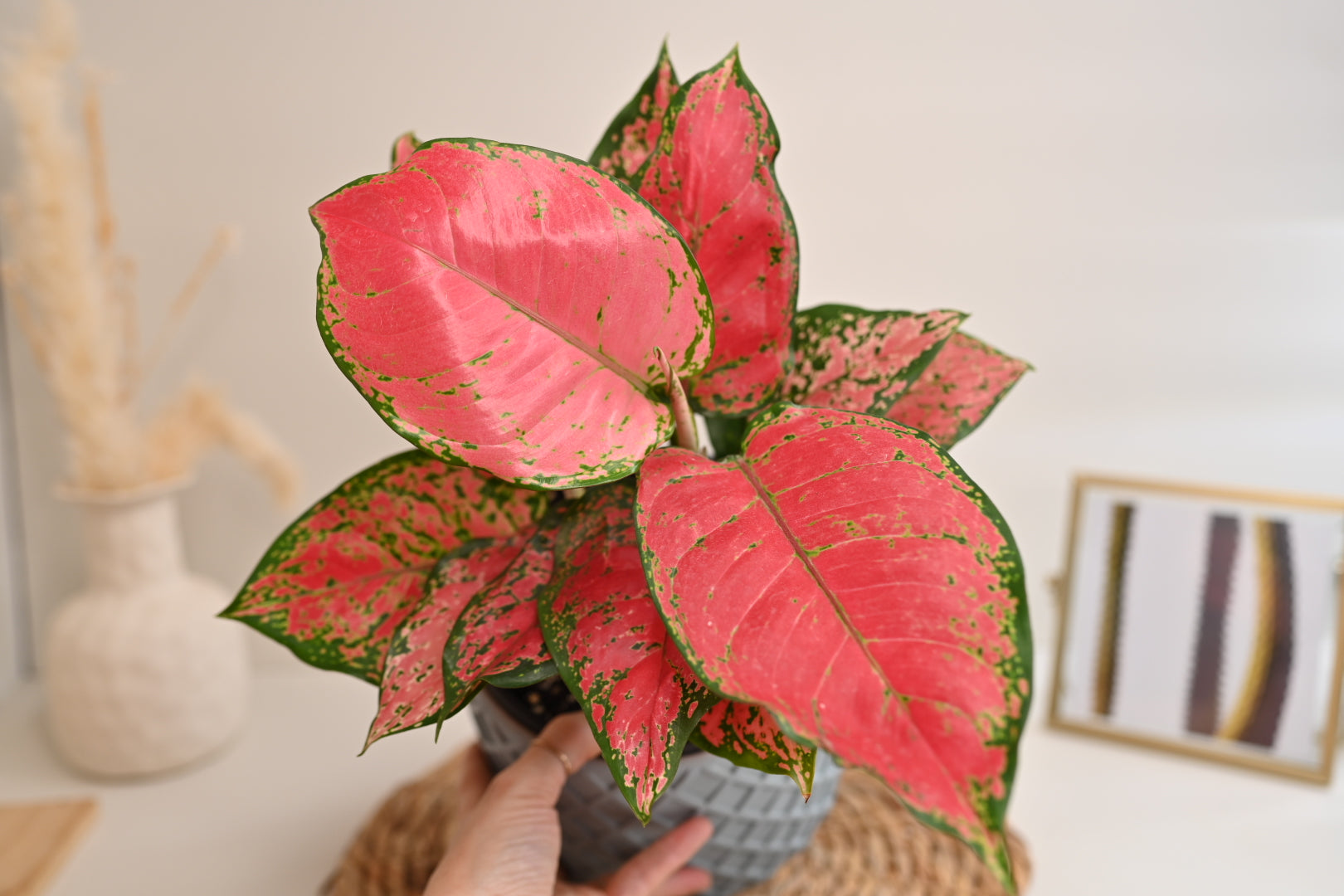 Aglaonema Beauty in Handmade Planter