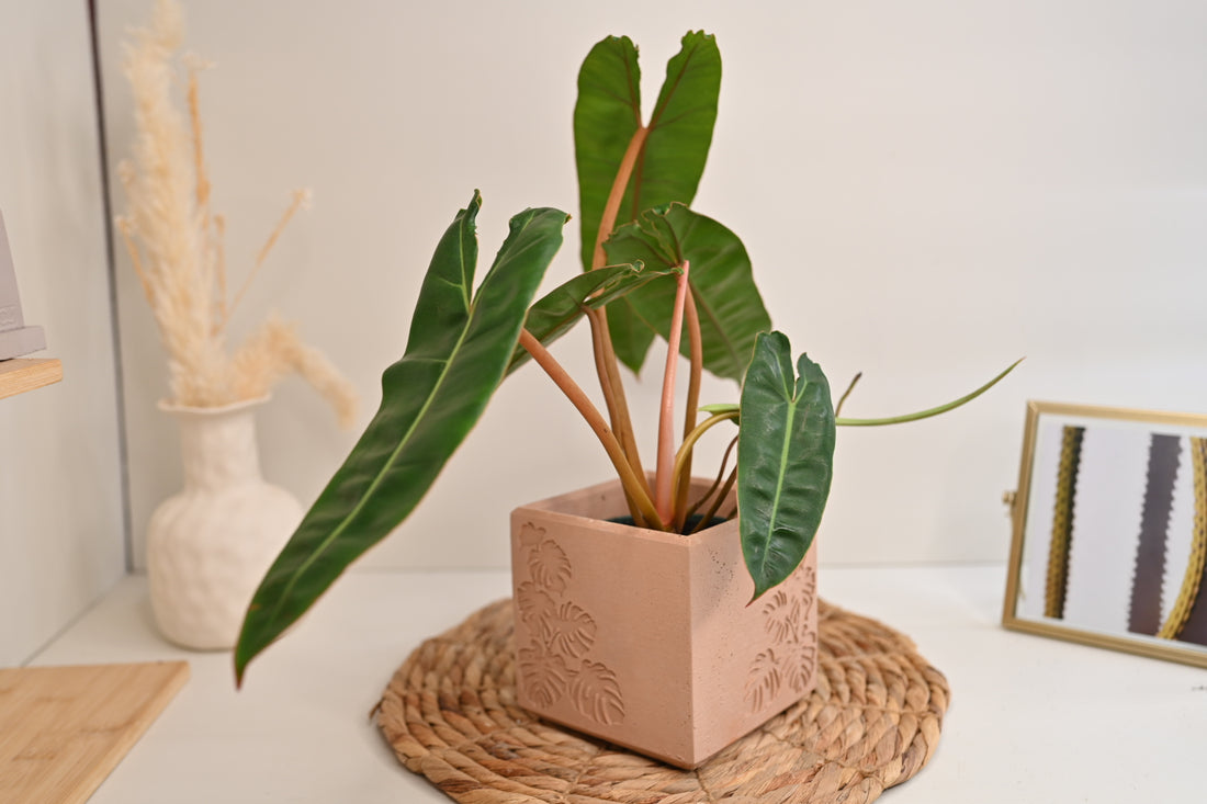 Billie Philodendron Billietiae in Handmade Pot