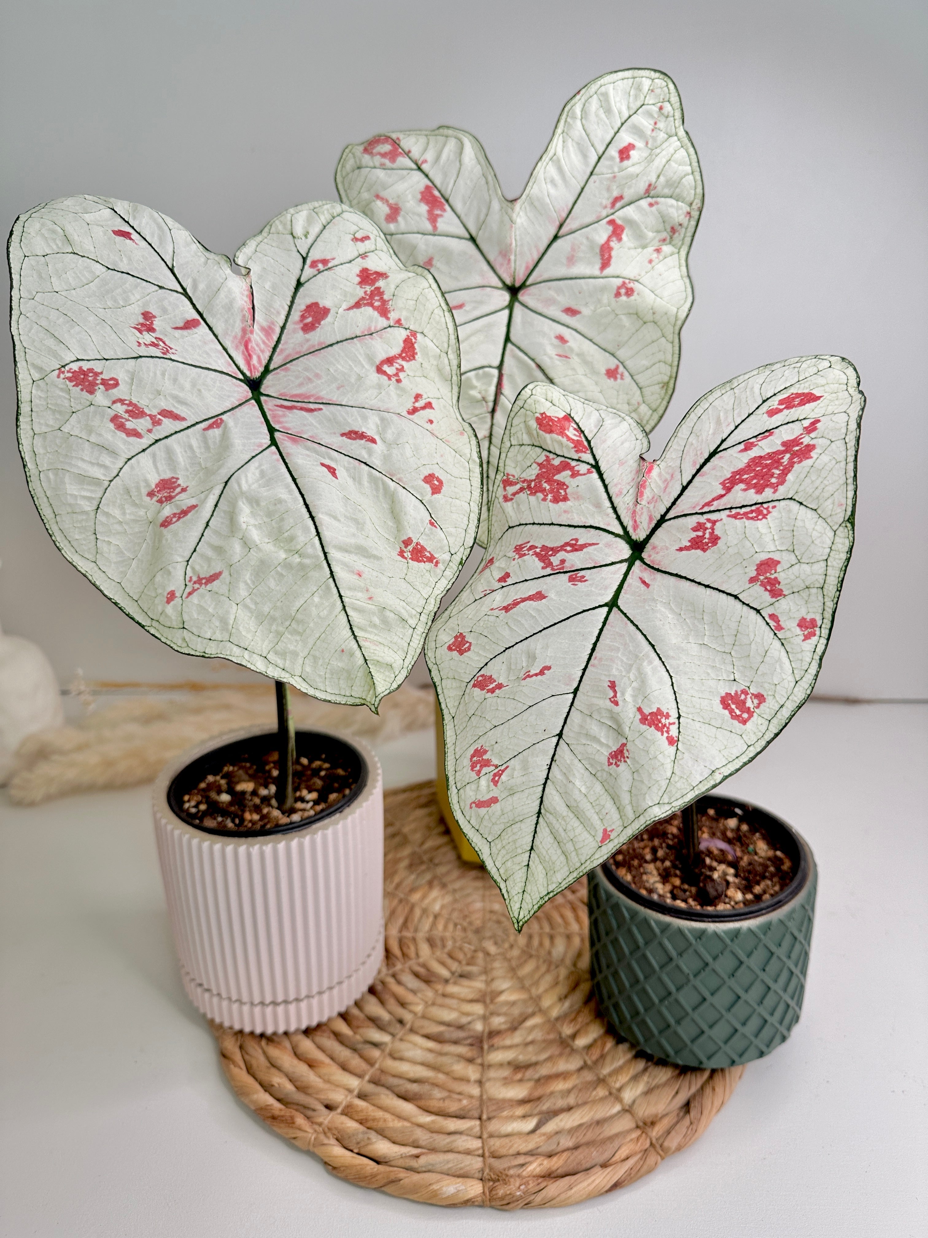 Potted plants rare unique strawberry star caladium 