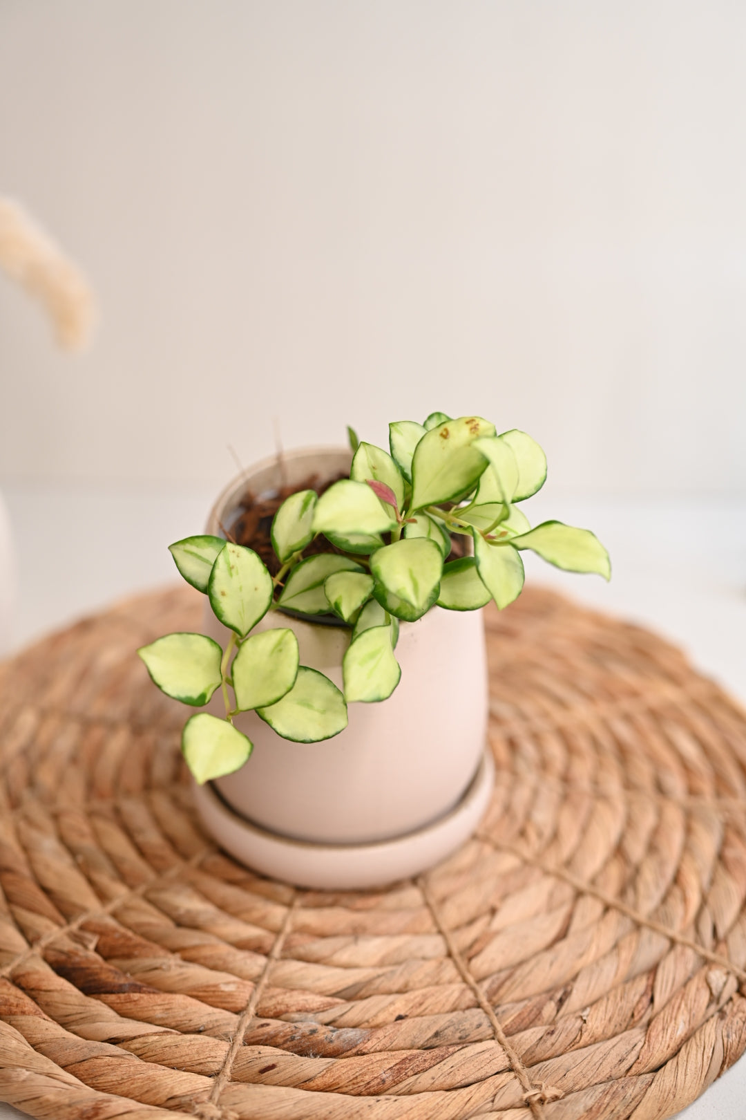 Hoya Heuschkeliana Variegated in Handmade Pot