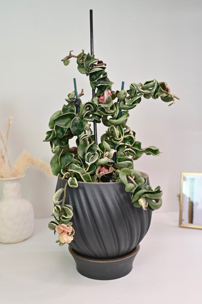 Hoya Compacta Variegata + Pot Bundle