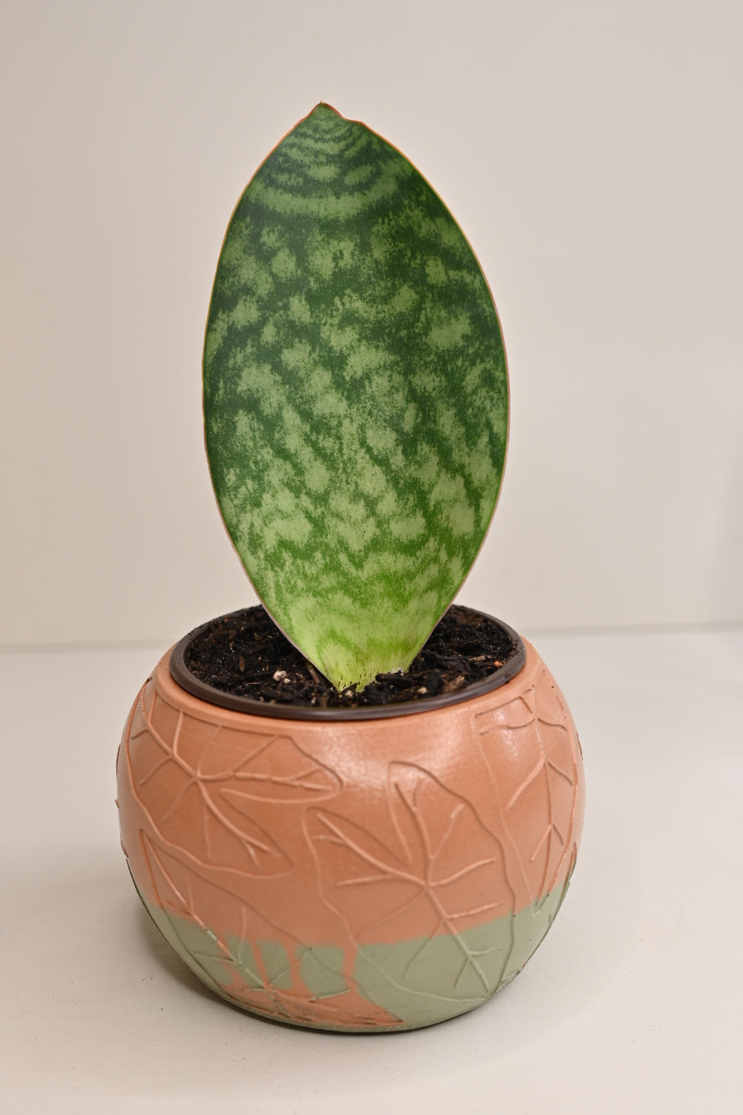 Whalefin Snake Plant + Terracotta and Sage Leaf Bowl Planter