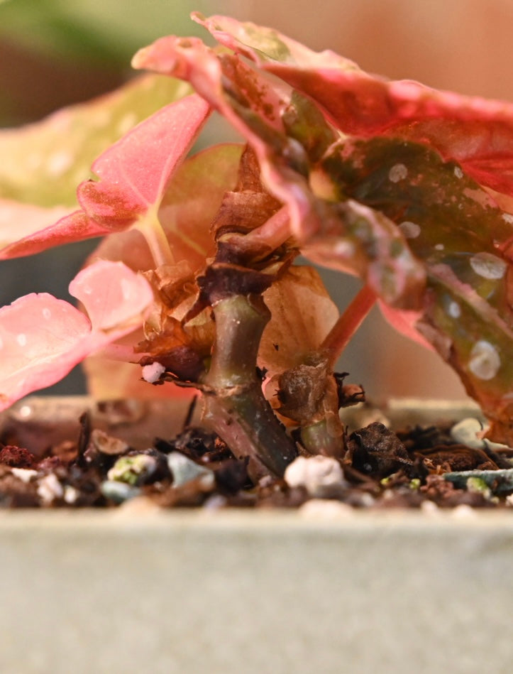 Pink Maculata Begonia