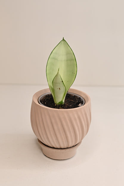 Moonshine Sansevieria + 3” Boho Beige Tulip Pot and Saucer