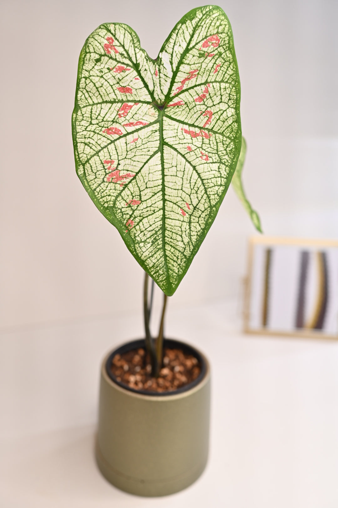 Strawberry Star Caladium + 4” Pot Bundle