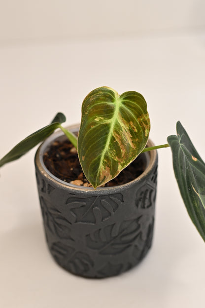 Philodendron Melano Variegated