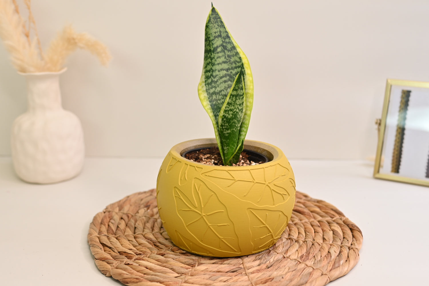 Laurentii Snake Plant + Yellow Pot Bundle