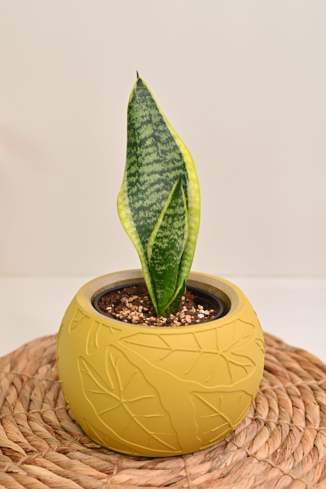 Laurentii Snake Plant + Yellow Pot Bundle