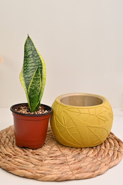 Laurentii Snake Plant + Yellow Pot Bundle