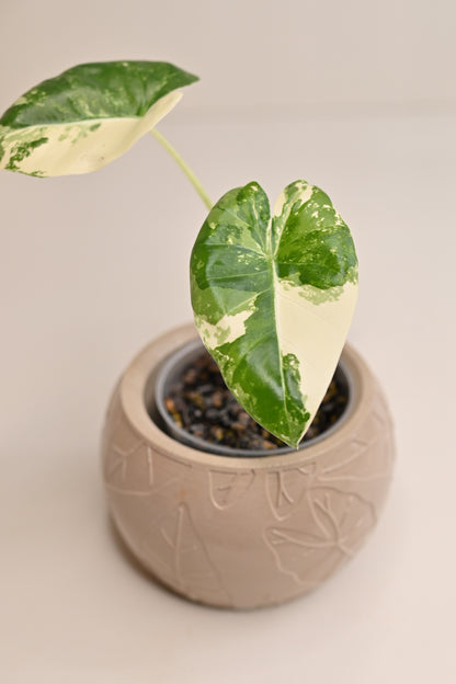 Alocasia Macrorrhiza Variegated Starter Plant + 3” Boho Beige Leaf Bowl Planter