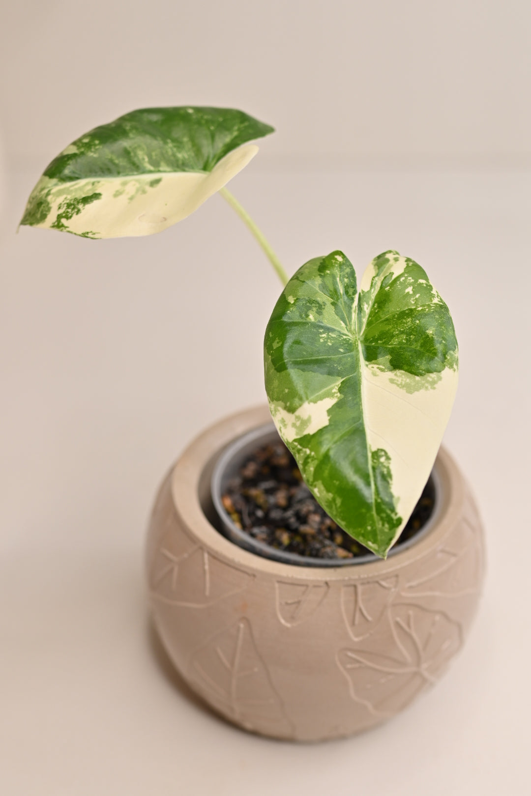 Alocasia Macrorrhiza Variegated Starter Plant + 3” Boho Beige Leaf Bowl Planter