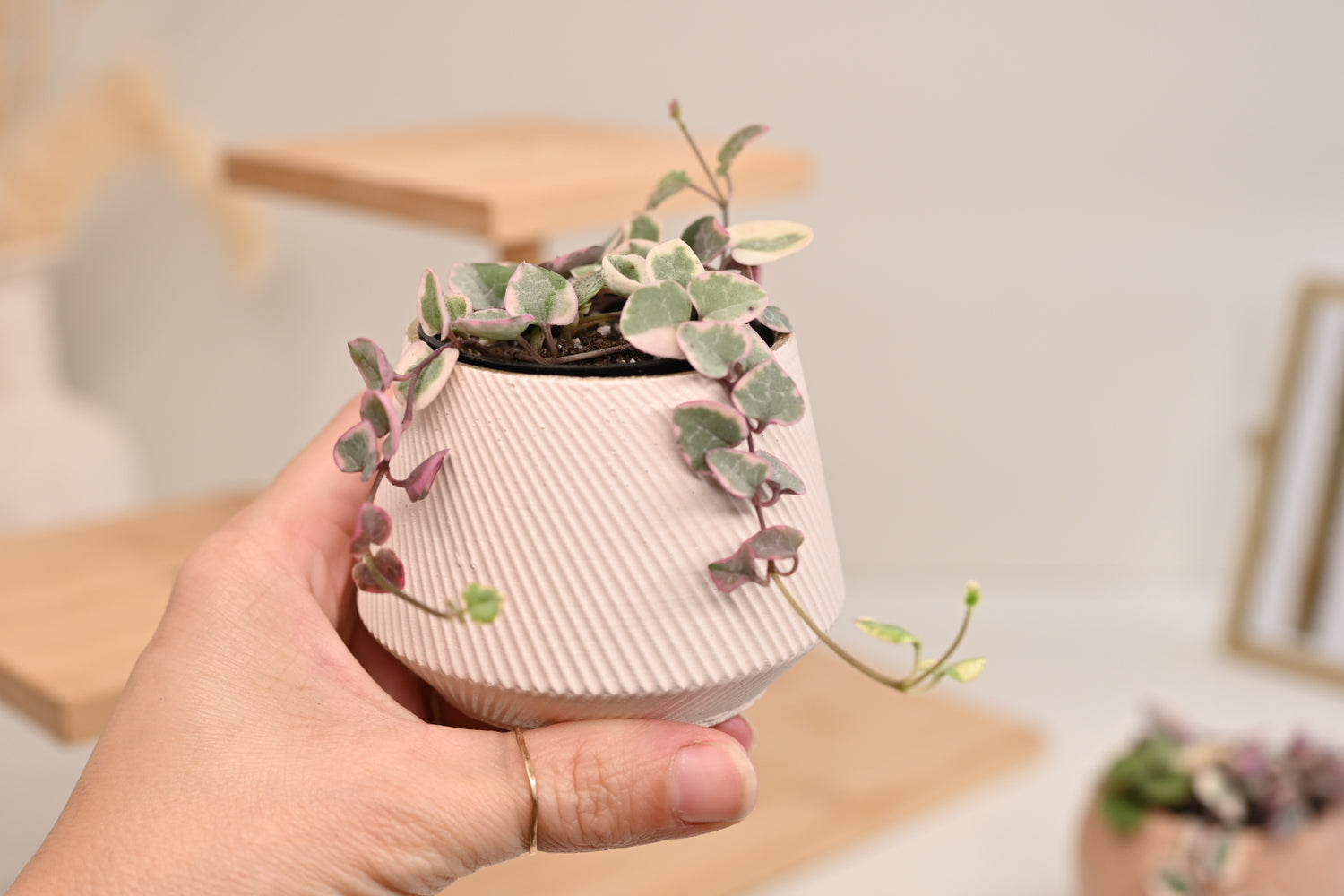 Pink Variegated String of Hearts + Handmade Pot