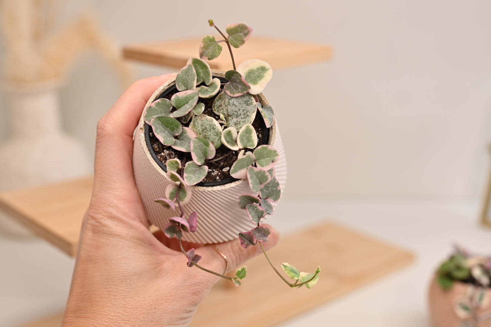 Pink Variegated String of Hearts + Handmade Pot