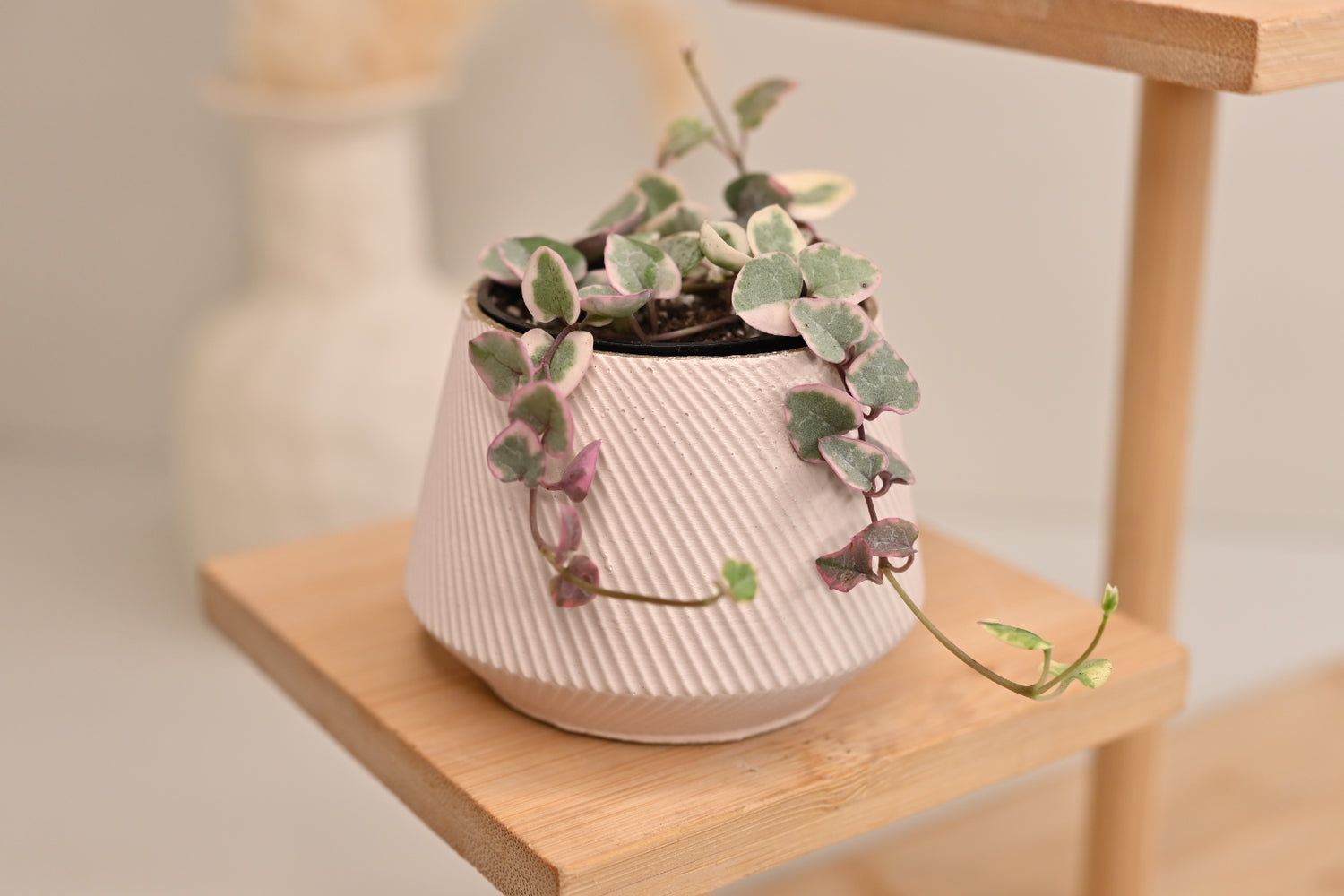 Pink Variegated String of Hearts + Handmade Pot