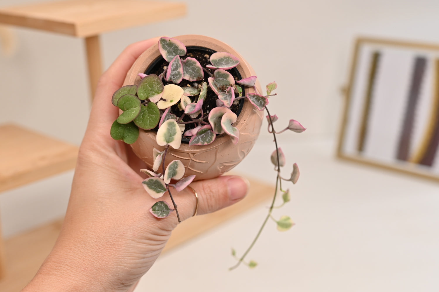 Pink Variegated String of Hearts + Handmade Pot