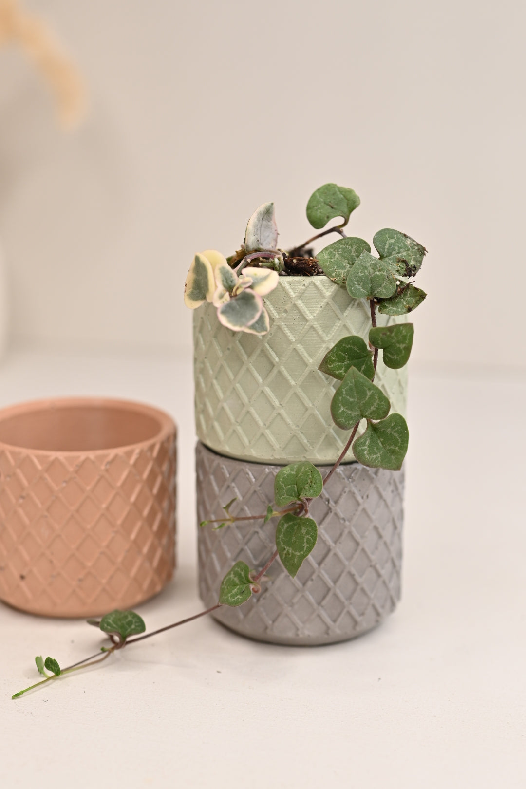 Pink Variegated String of Hearts + Handmade Pot