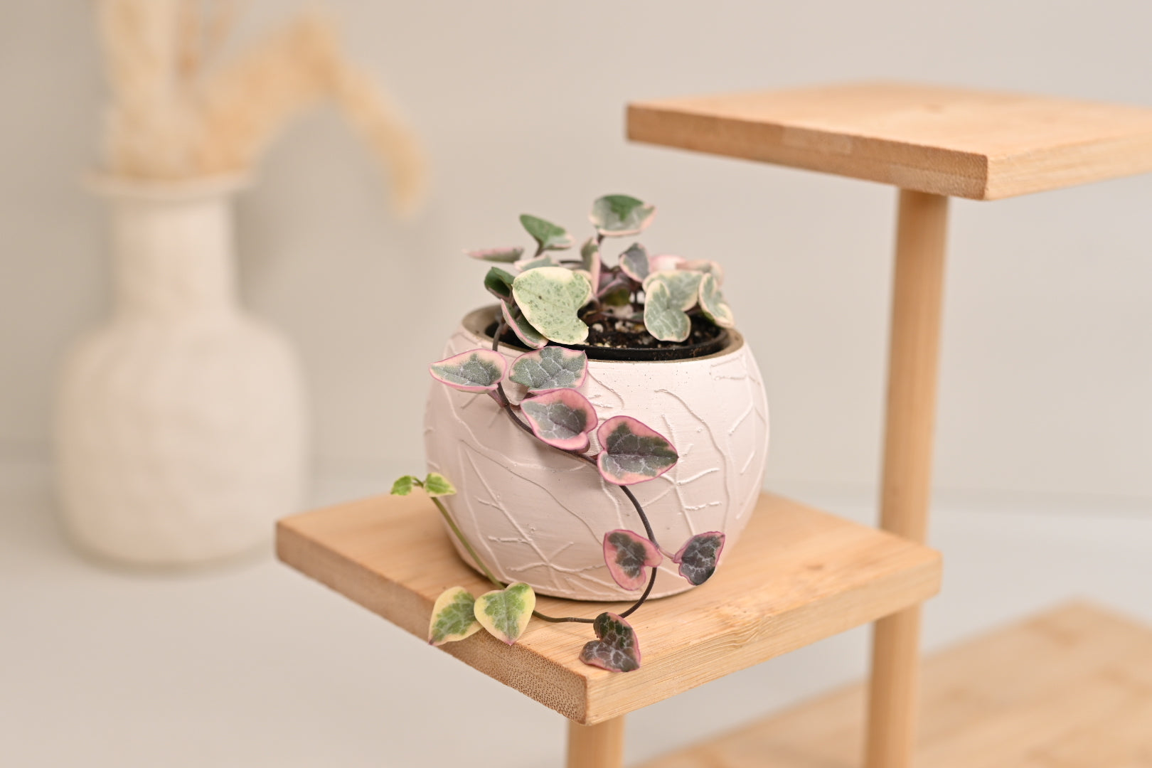 Pink Variegated String of Hearts + Handmade Pot