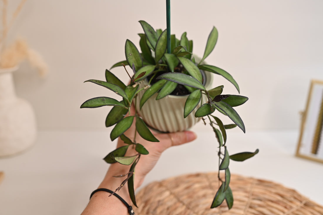 Hoya Rosita + Handmade Pot Bundle