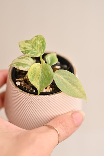 Variegated Gloriosum Starter Plant - Rare Philodendron + Pot Bundle