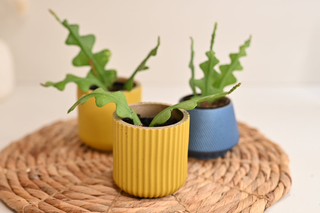 zig zag fishbone cactus in handmade yellow pot