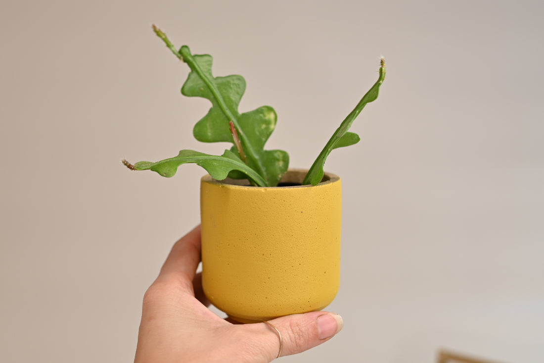 fishbone cactus in handmade yellow tulip concrete pot planter