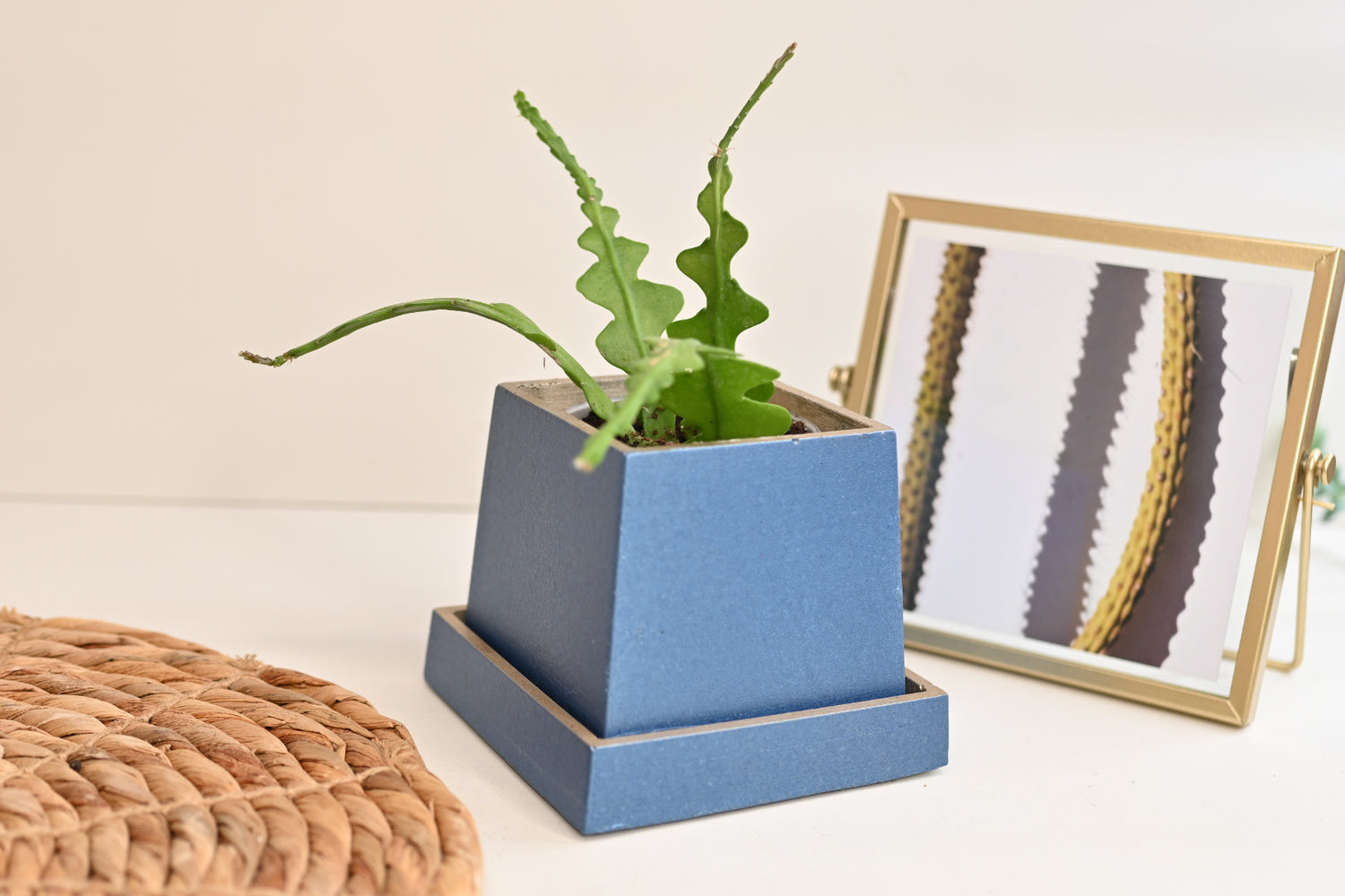 fishbone cactus in handmade metallic blue concrete square pot planter with saucer