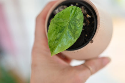 Alocasia Sinuata &