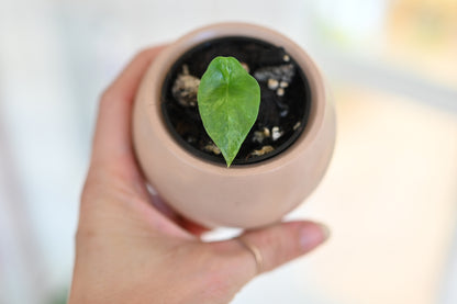 Alocasia Sinuata &