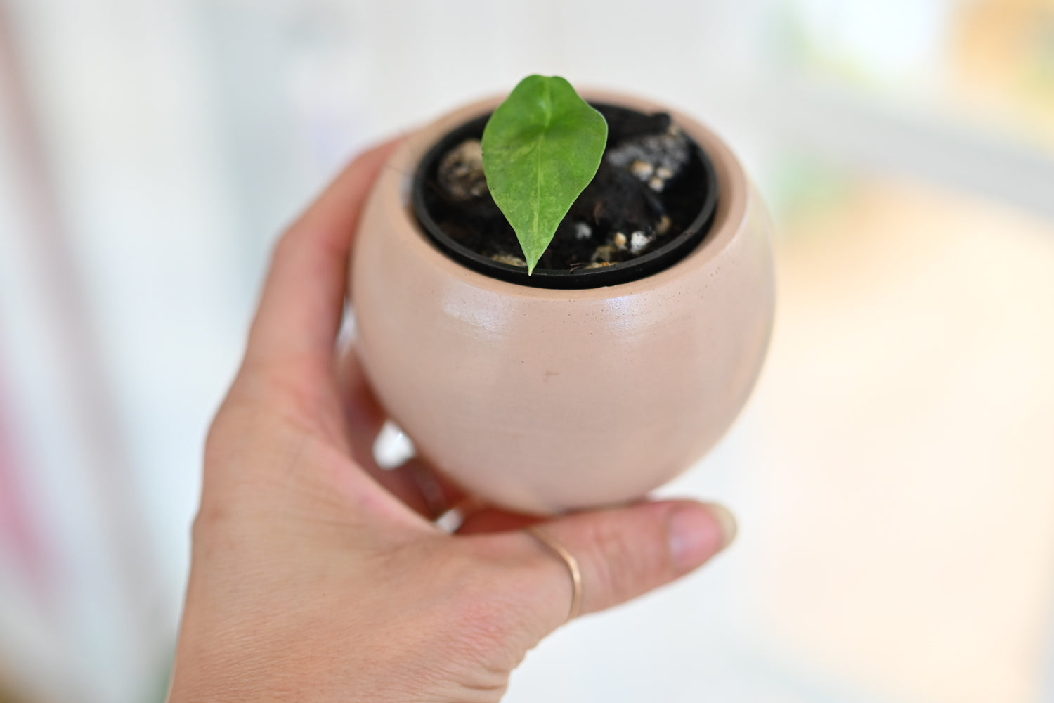 Alocasia Sinuata &