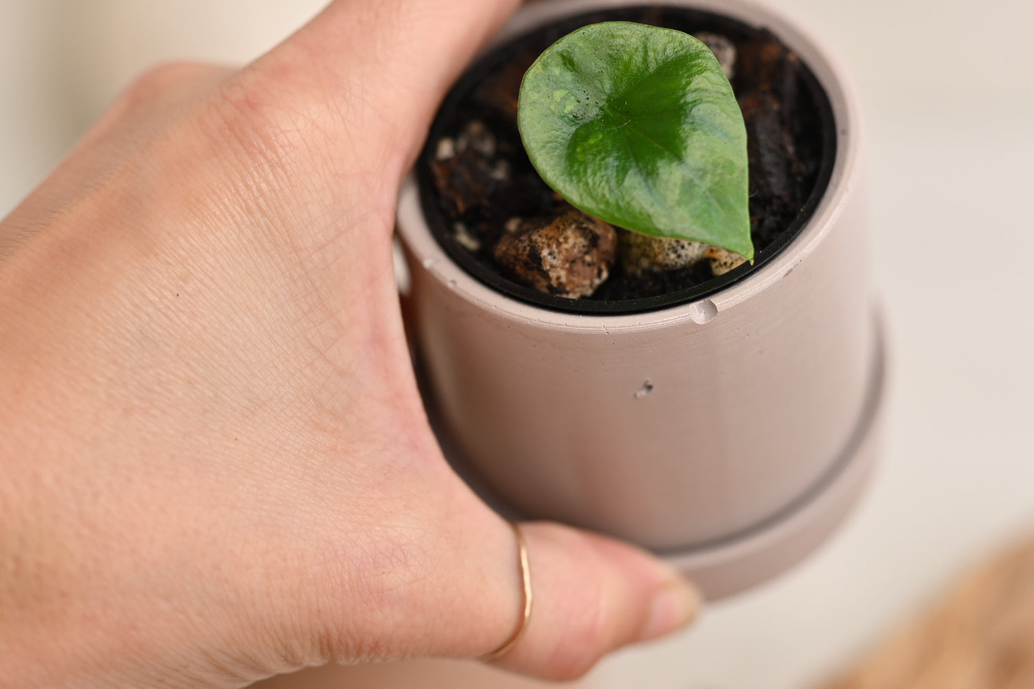 Alocasia Sinuata &