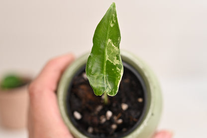 Alocasia Sarian Variegated