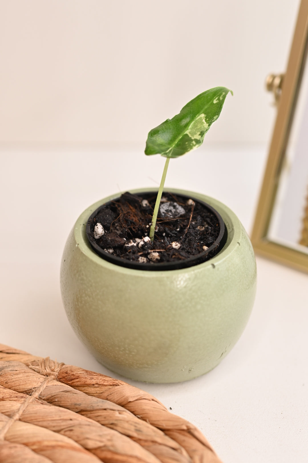 Alocasia Sarian Variegated