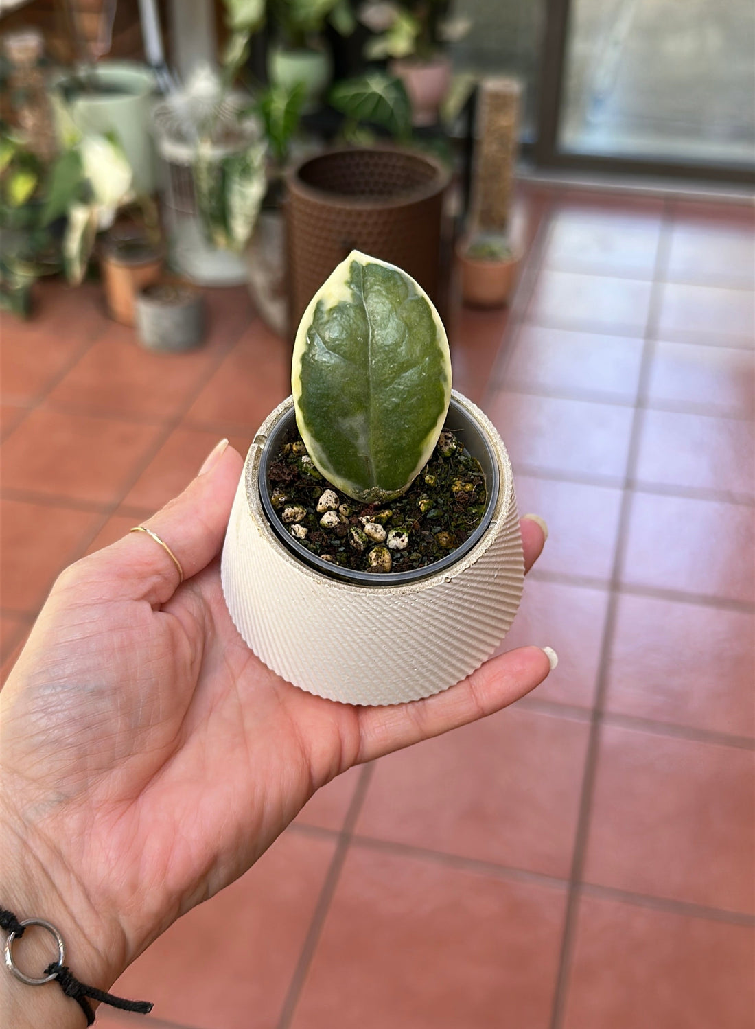 Hoya Madara Snow Angel Cutting For Sale