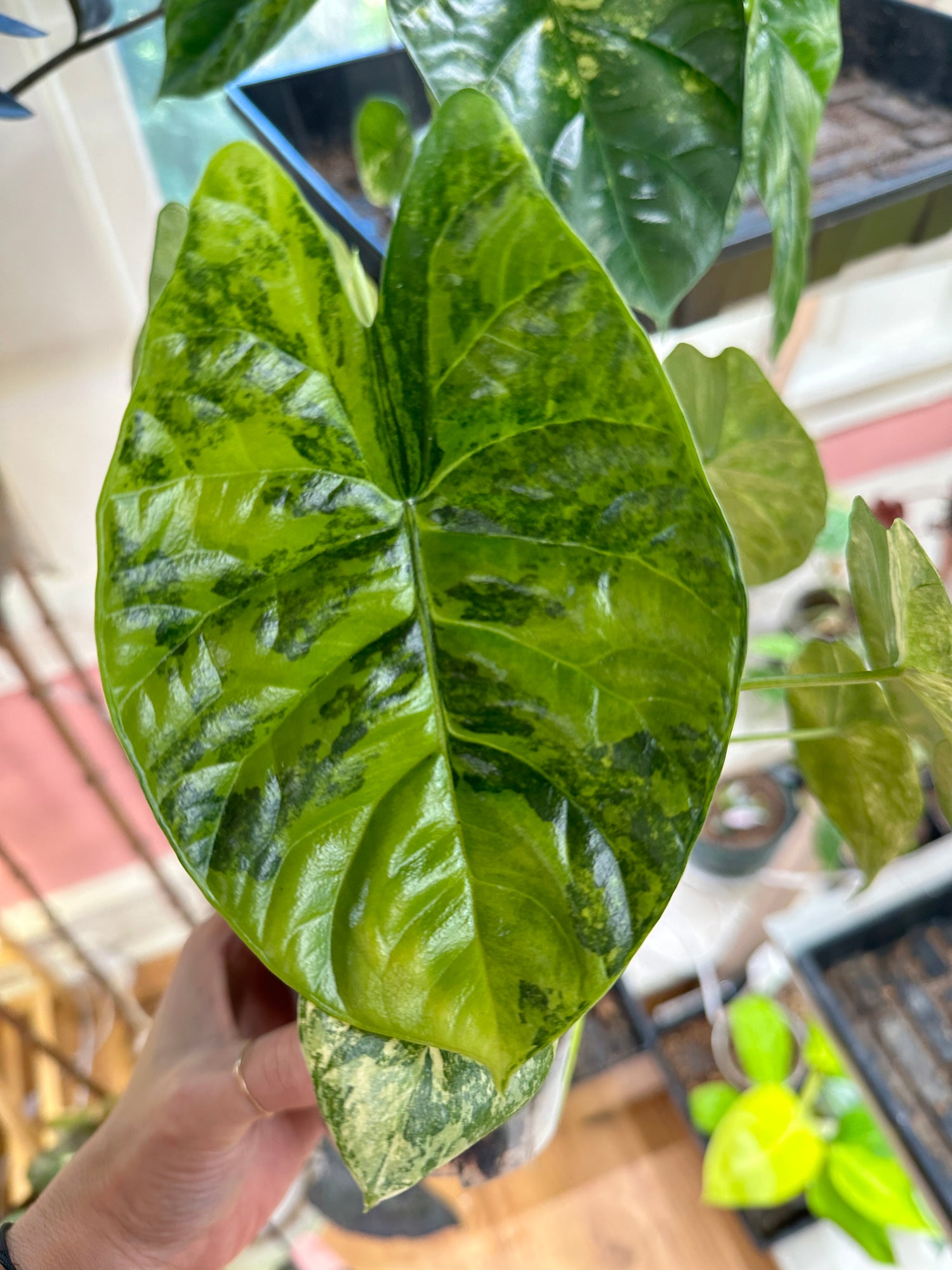 Alocasia Sinuata &