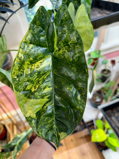 Alocasia Sinuata &