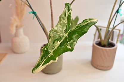 Alocasia Sarian Variegated