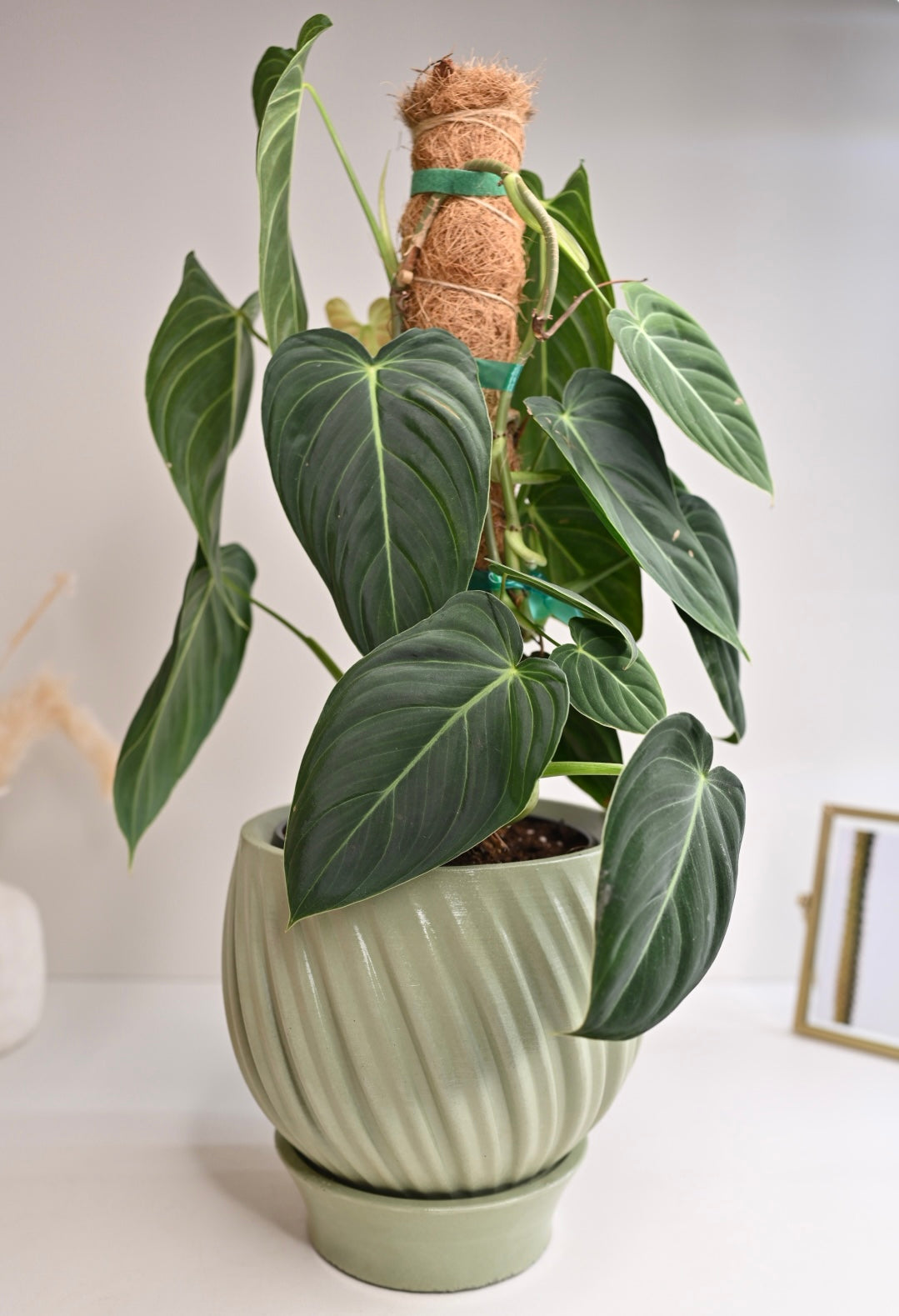 Large Philodendron Melano on Coco Coir Pole