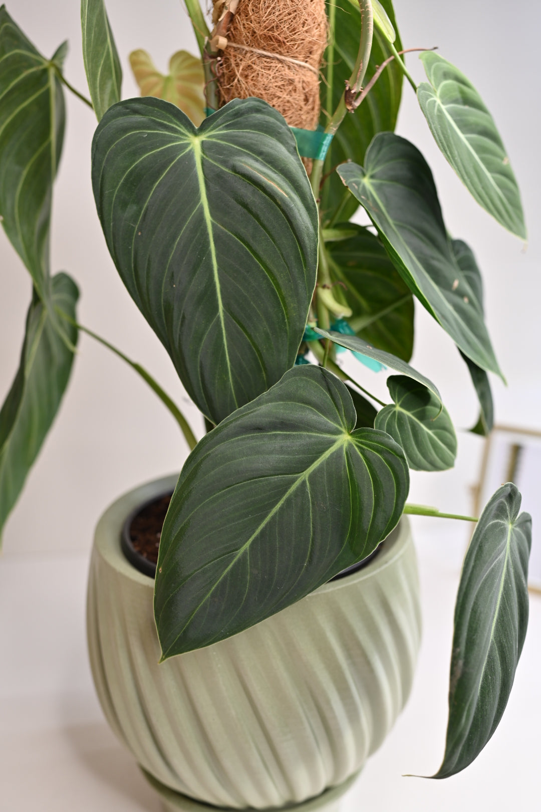 Large Philodendron Melano on Coco Coir Pole