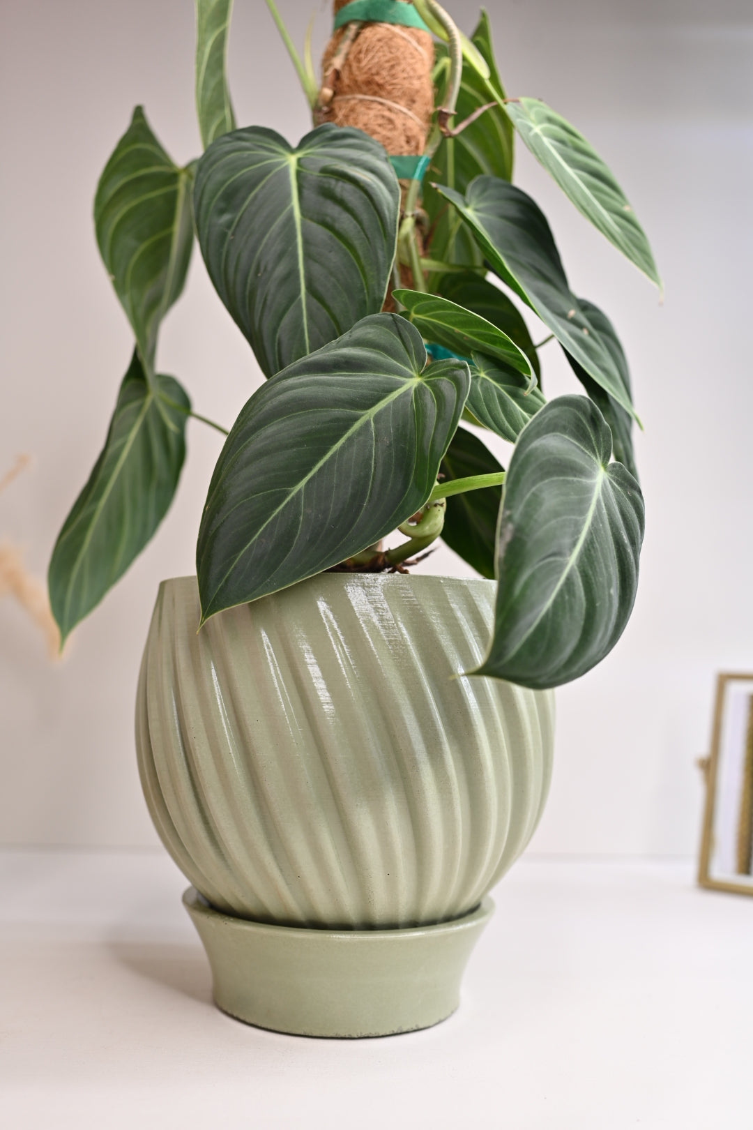 Large Philodendron Melano on Coco Coir Pole