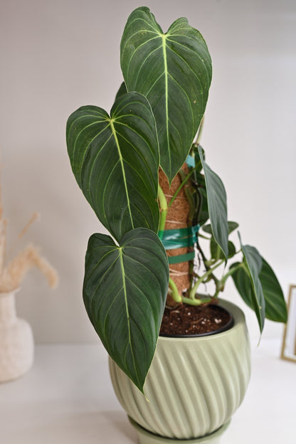 Large Philodendron Melano on Coco Coir Pole