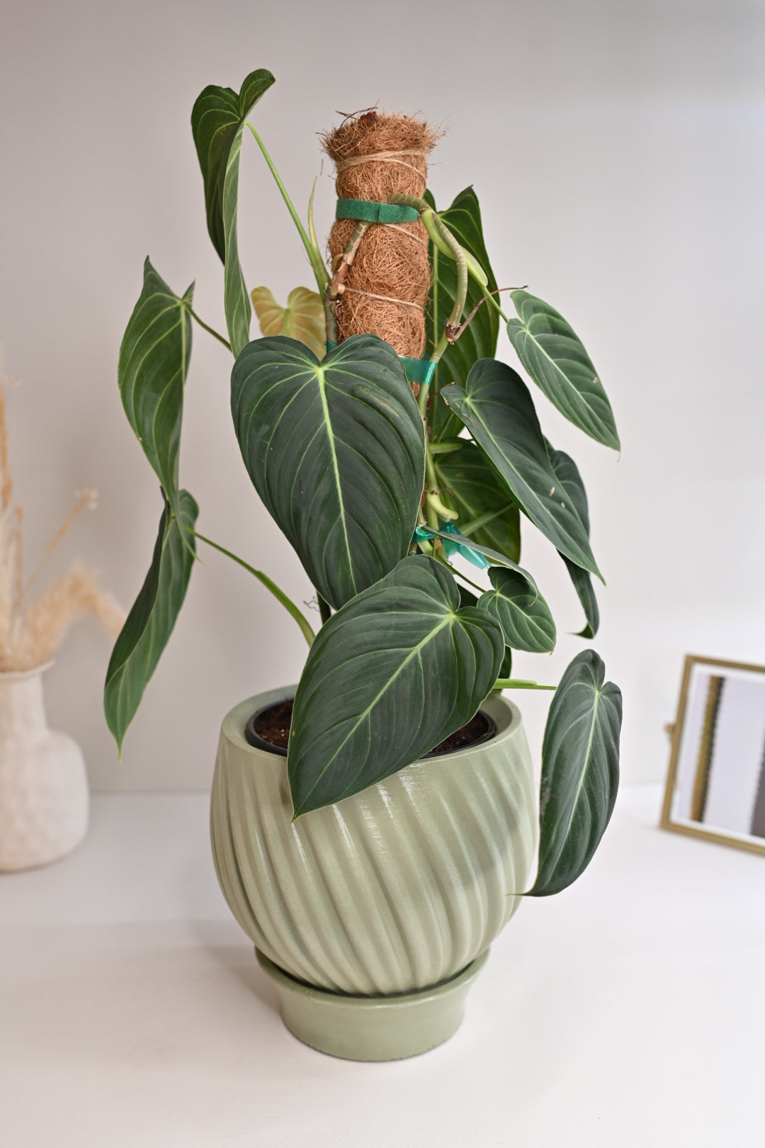 Large Philodendron Melano on Coco Coir Pole