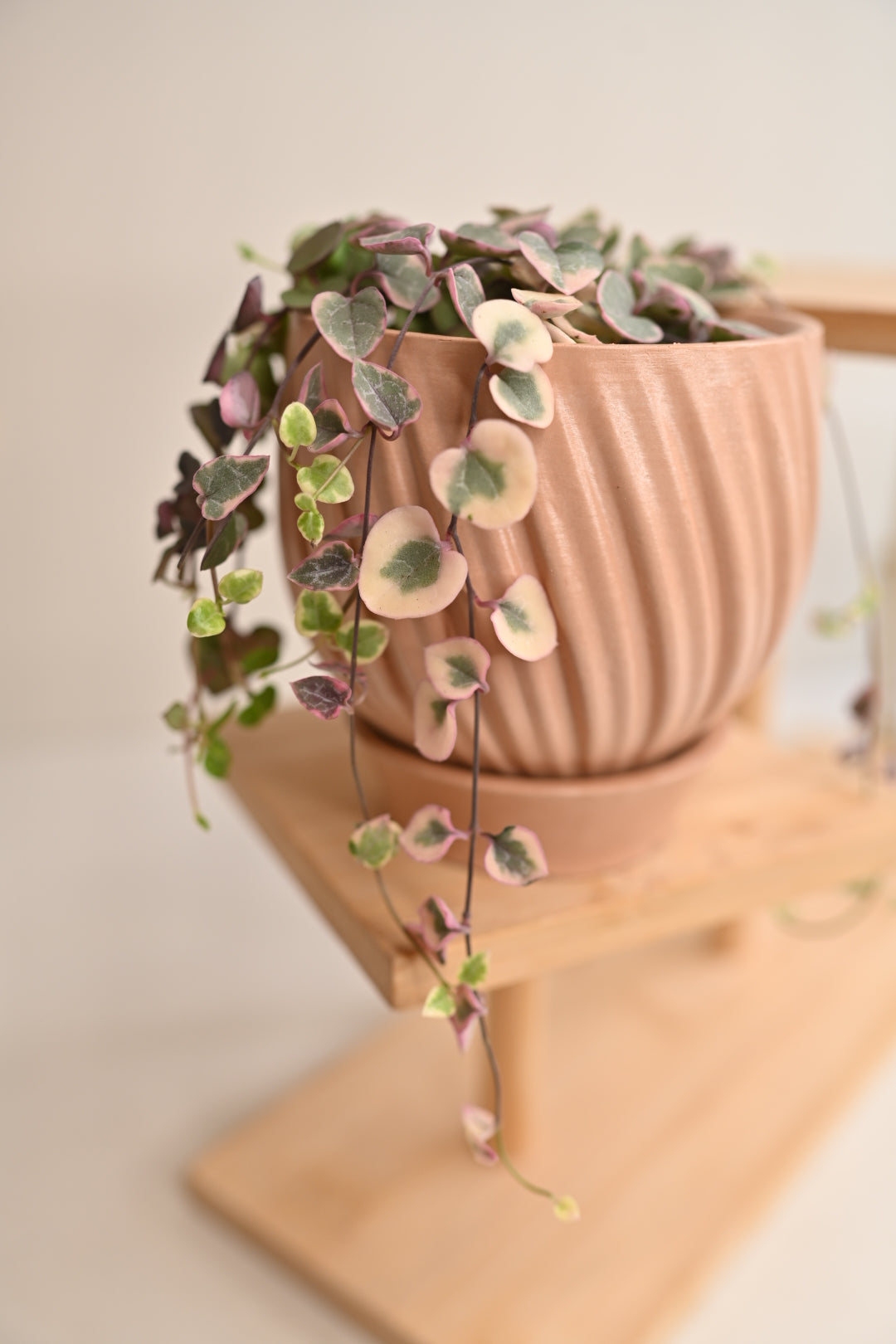 Pink Variegated String of Hearts + Handmade Pot