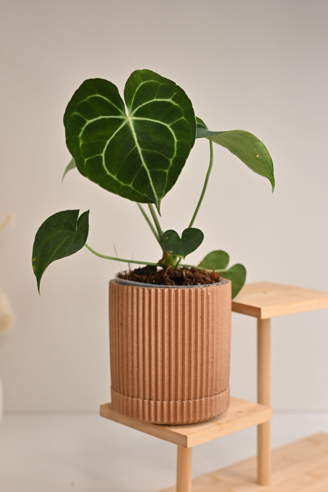 Ribbed Pot and Saucer