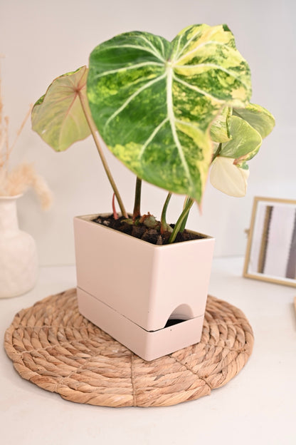 Self Watering Rectangle Planter Box