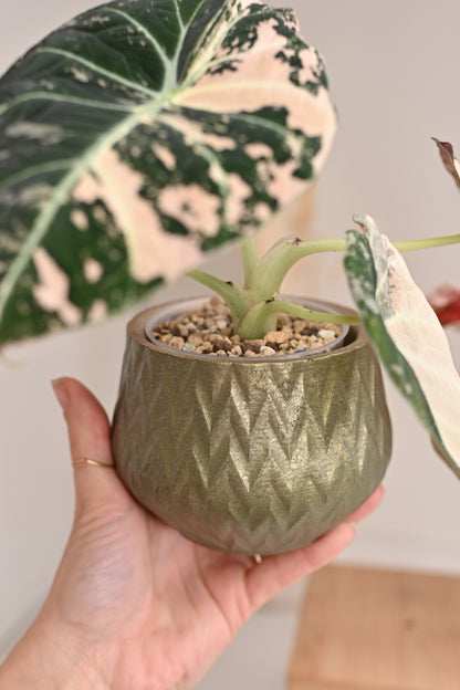 Chevron Pot