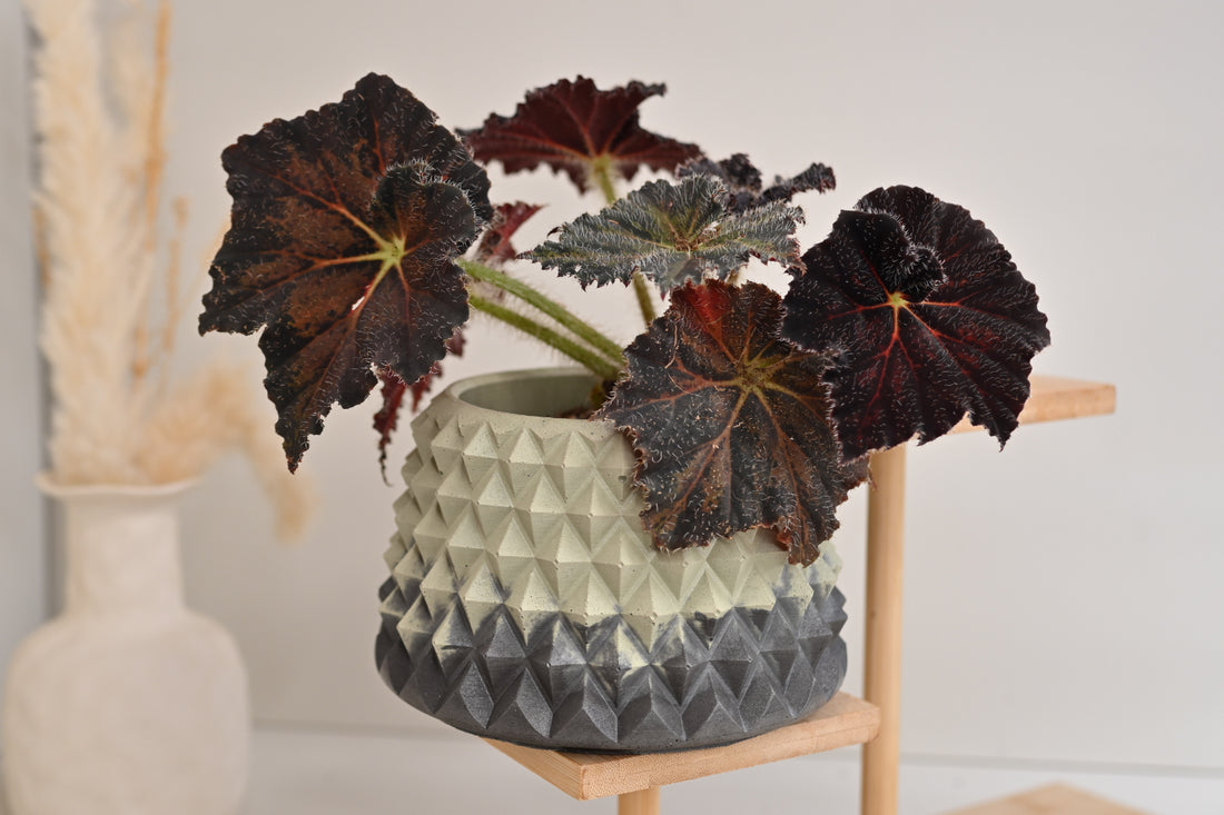 4&quot; Sage and Graphite Pineapple Pot 1