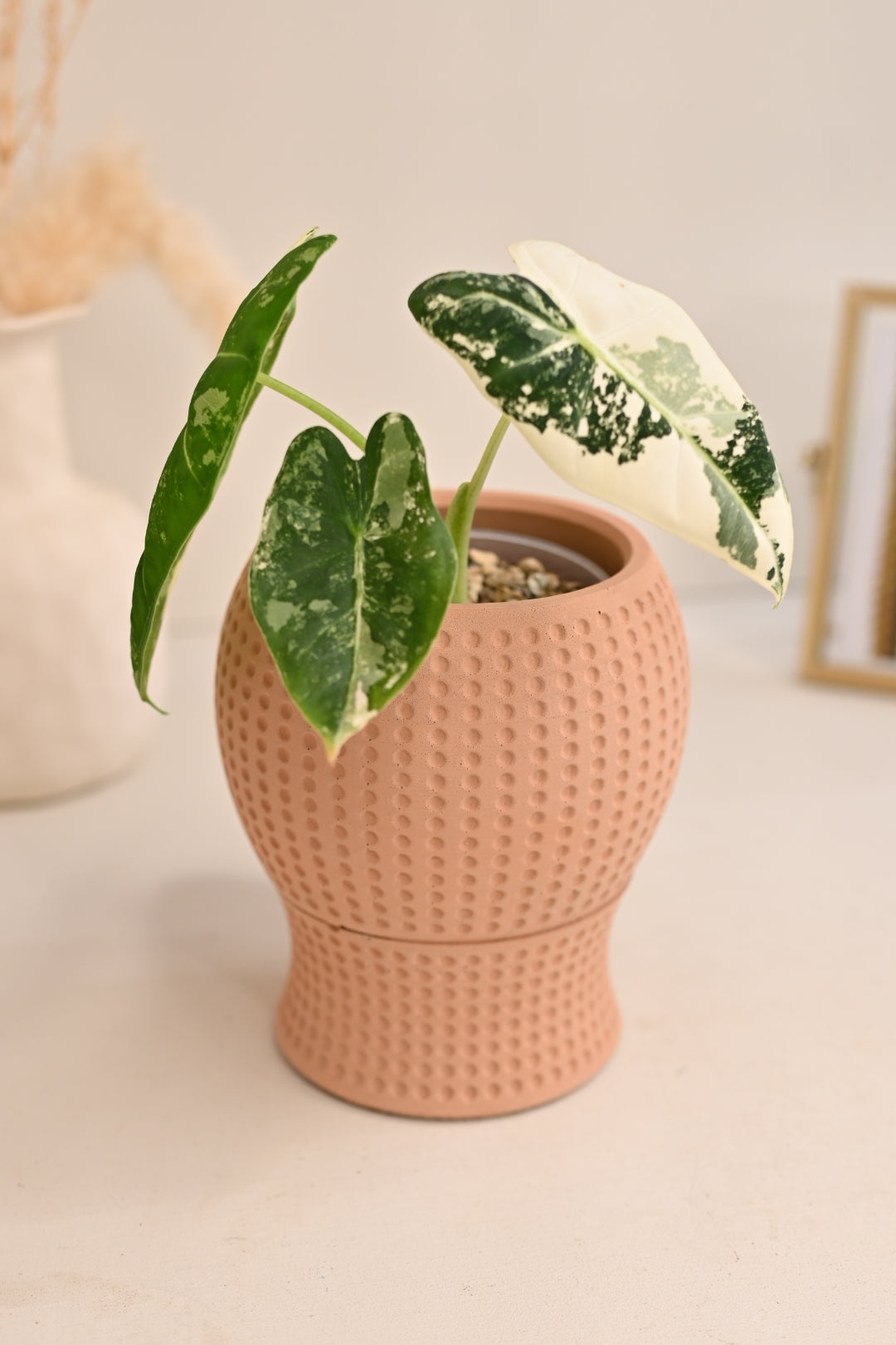plant pots aesthetic Self Watering Rectangle Planter