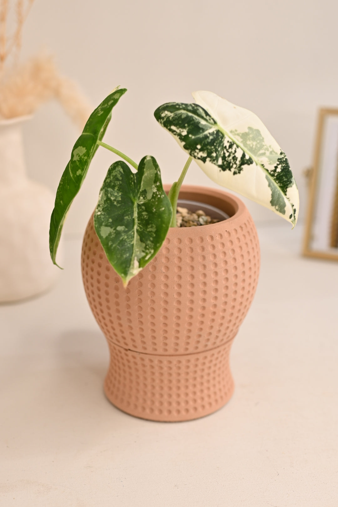 Dottie Self Watering Pot