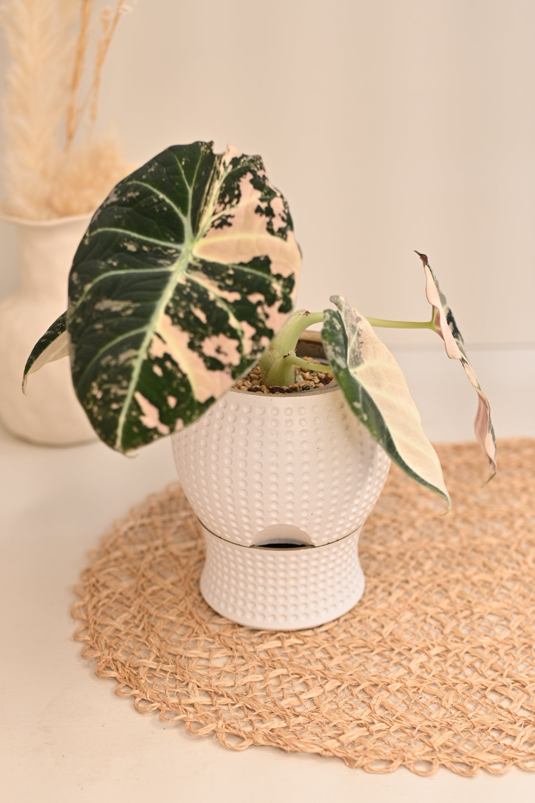 Dottie Self Watering Pot